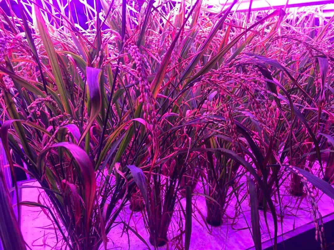 永利集团(中国VIP认证)股份有限公司